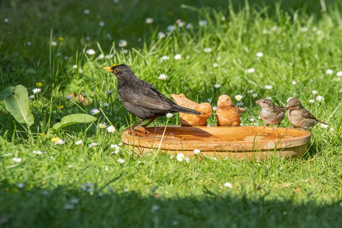 Eine gut geeignete Position für eine Vogeltränke ist eine freie Fläche