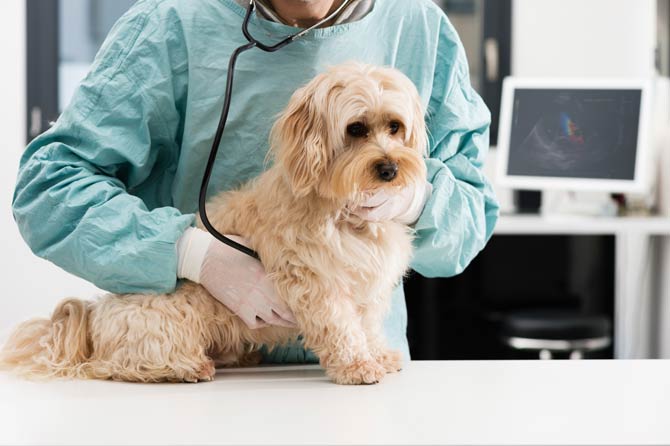 Leistungen Tierkrankenversicherung