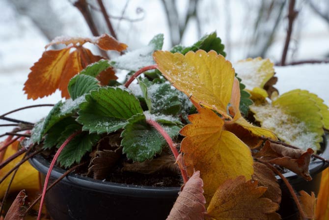 Erdbeerpflanze im Januar