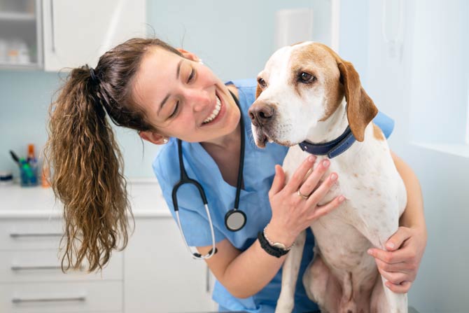 Tierarzt Leistungen