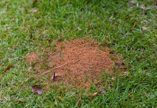 Ameisen im Rasen