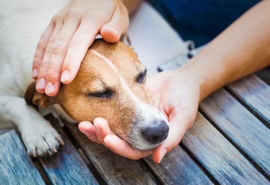 So erkennen Tierbesitzer Schmerzen bei Katzen und Hunden