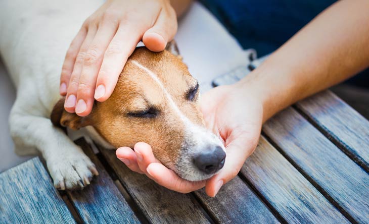 So erkennen Tierbesitzer Schmerzen bei Katzen und Hunden