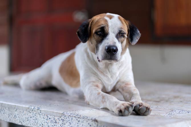 Urinstinkt der Tiere ist nur keine Schwäche zeigen