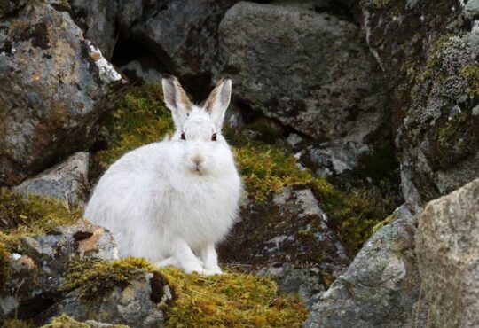 Alpenschneehase Tier des Jahres 2025