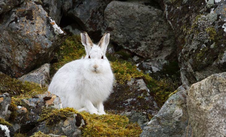 Alpenschneehase Tier des Jahres 2025