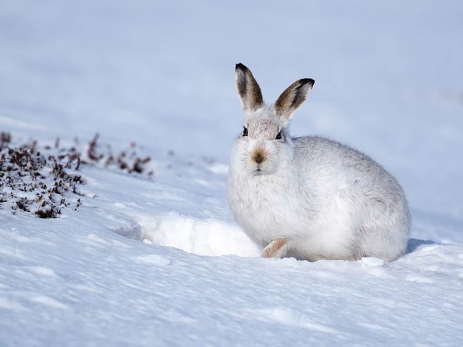 Alpenschneehase Überbleibsel aus der letzten Eiszeit