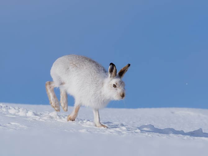 Alpenschneehase in der Nähe von Skigebieten