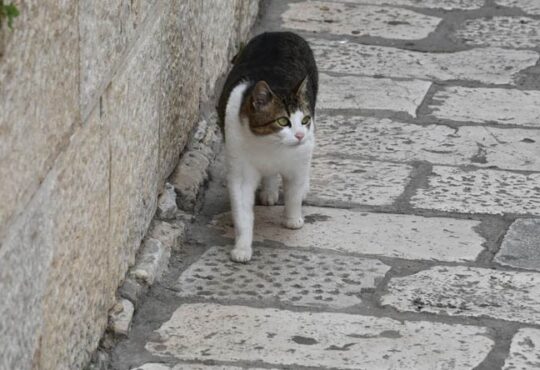 Richtiger Umgang mit streunenden Katzen